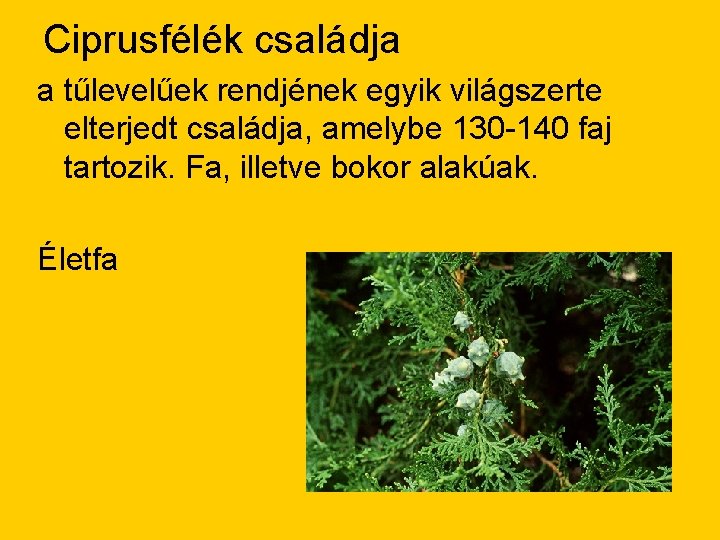 Ciprusfélék családja a tűlevelűek rendjének egyik világszerte elterjedt családja, amelybe 130 -140 faj tartozik.