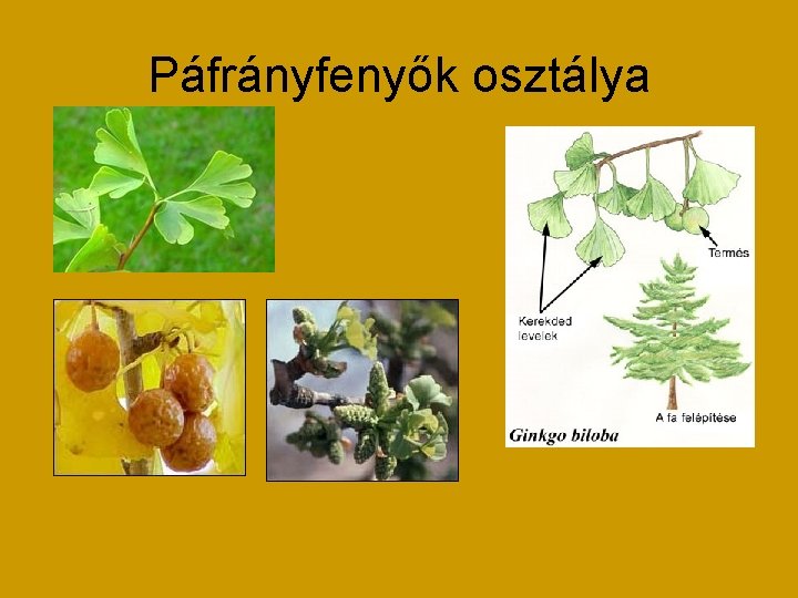 Páfrányfenyők osztálya 