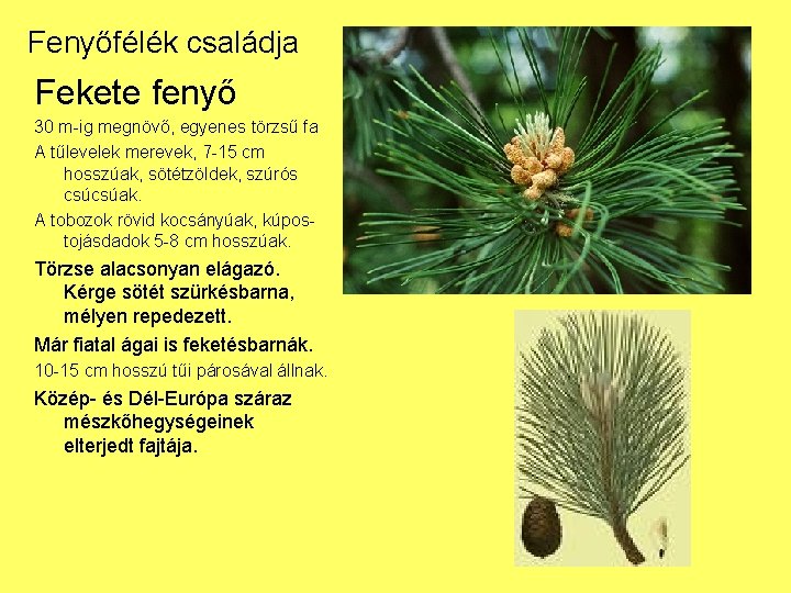 Fenyőfélék családja Fekete fenyő 30 m-ig megnövő, egyenes törzsű fa A tűlevelek merevek, 7