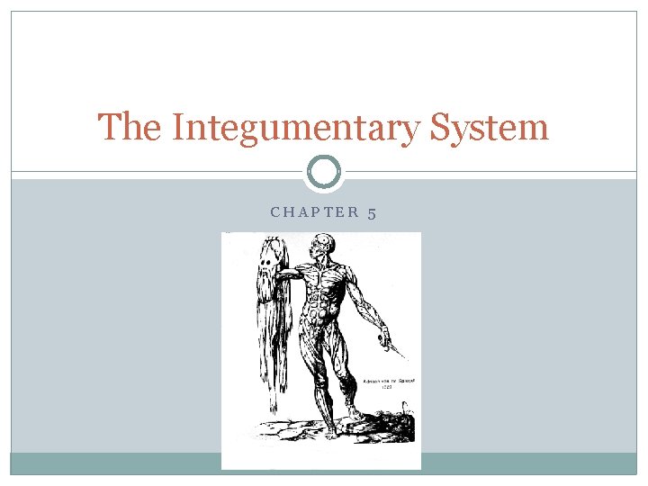 The Integumentary System CHAPTER 5 