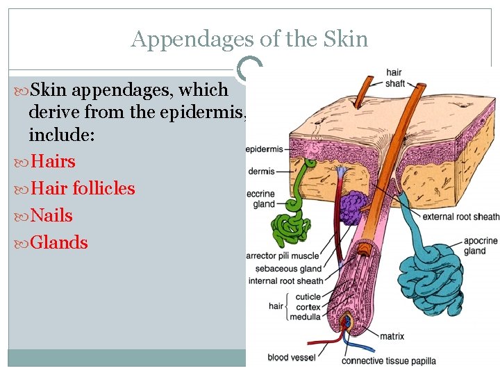 Appendages of the Skin appendages, which derive from the epidermis, include: Hairs Hair follicles