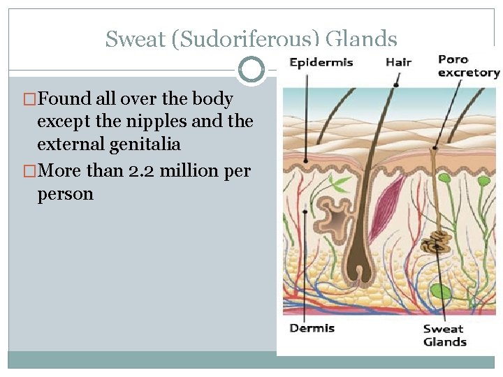 Sweat (Sudoriferous) Glands �Found all over the body except the nipples and the external
