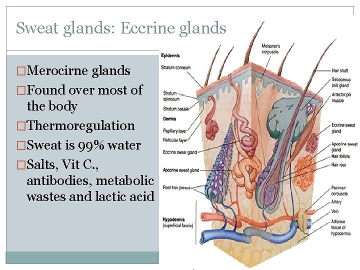 Sweat glands: Eccrine glands �Merocirne glands �Found over most of the body �Thermoregulation �Sweat