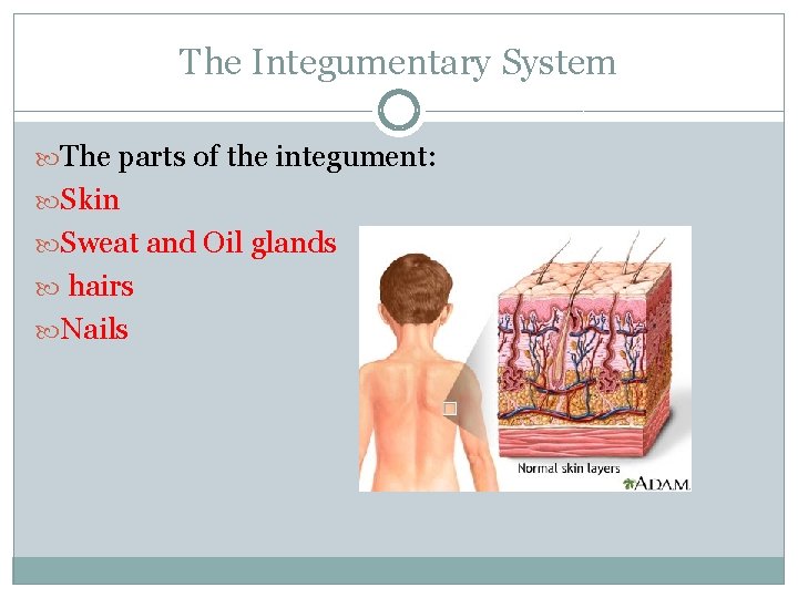 The Integumentary System The parts of the integument: Skin Sweat and Oil glands hairs