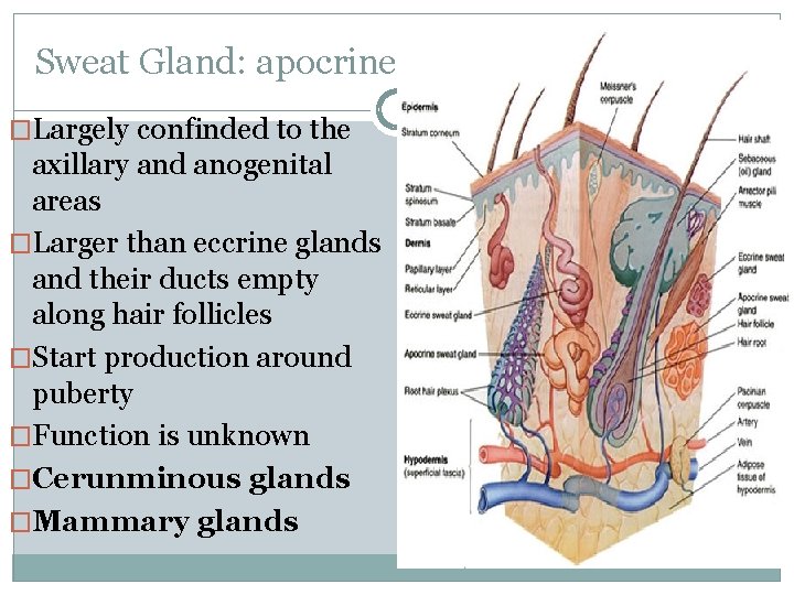 Sweat Gland: apocrine �Largely confinded to the axillary and anogenital areas �Larger than eccrine