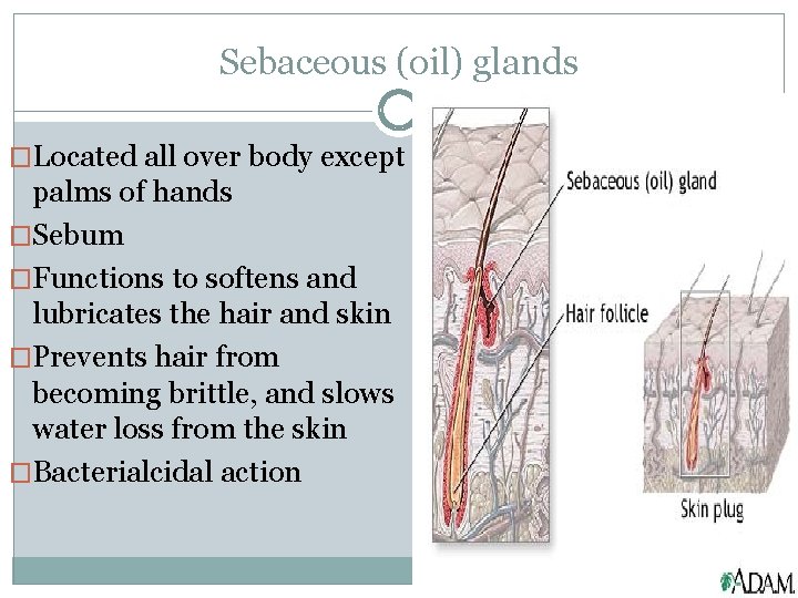 Sebaceous (oil) glands �Located all over body except palms of hands �Sebum �Functions to