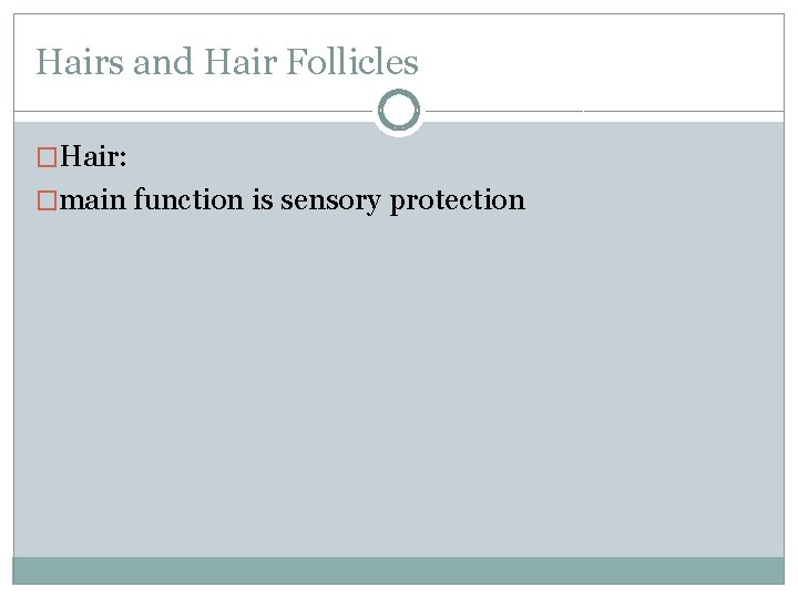 Hairs and Hair Follicles �Hair: �main function is sensory protection 
