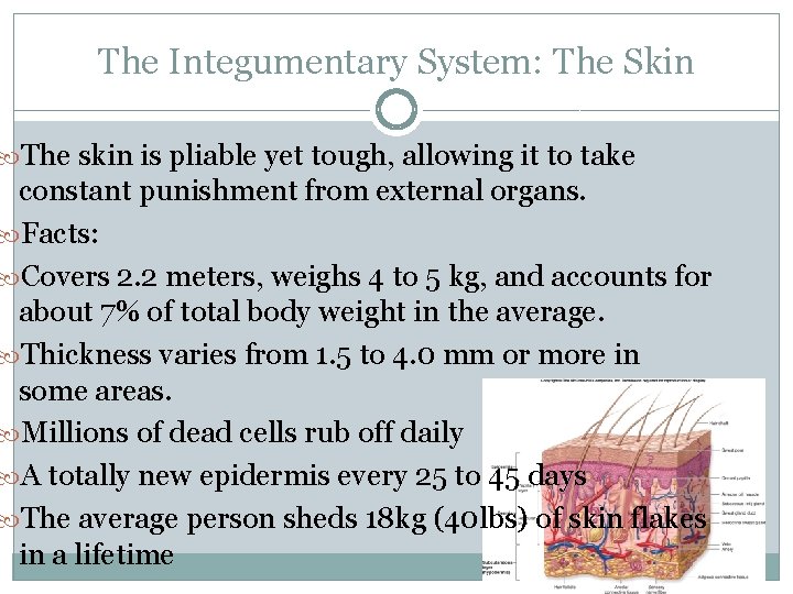 The Integumentary System: The Skin The skin is pliable yet tough, allowing it to