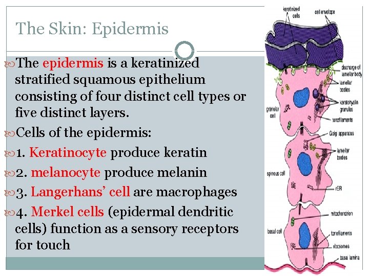 The Skin: Epidermis The epidermis is a keratinized stratified squamous epithelium consisting of four