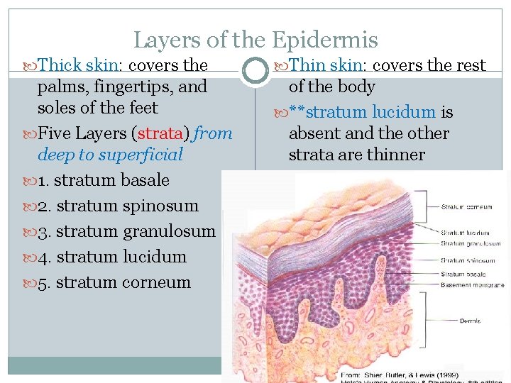 Layers of the Epidermis Thick skin: covers the Thin skin: covers the rest palms,