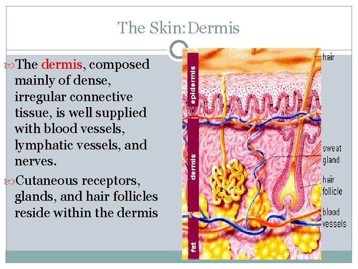 The Skin: Dermis The dermis, composed mainly of dense, irregular connective tissue, is well