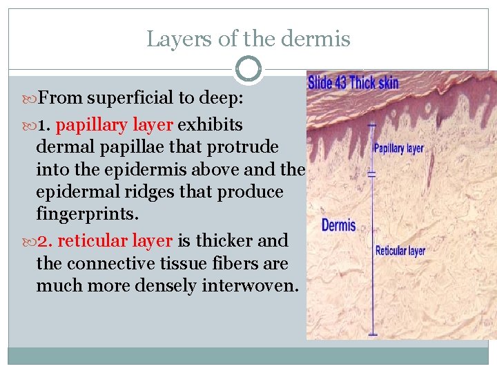 Layers of the dermis From superficial to deep: 1. papillary layer exhibits dermal papillae