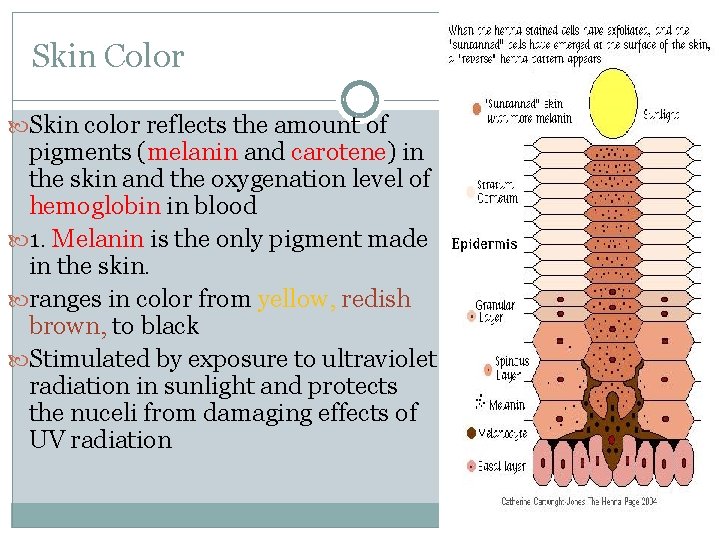 Skin Color Skin color reflects the amount of pigments (melanin and carotene) in the