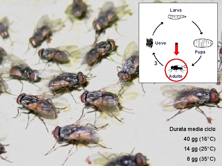 Larva Uovo Pupa 3 Adulto Durata media ciclo 40 gg (16°C) 14 gg (25°C)