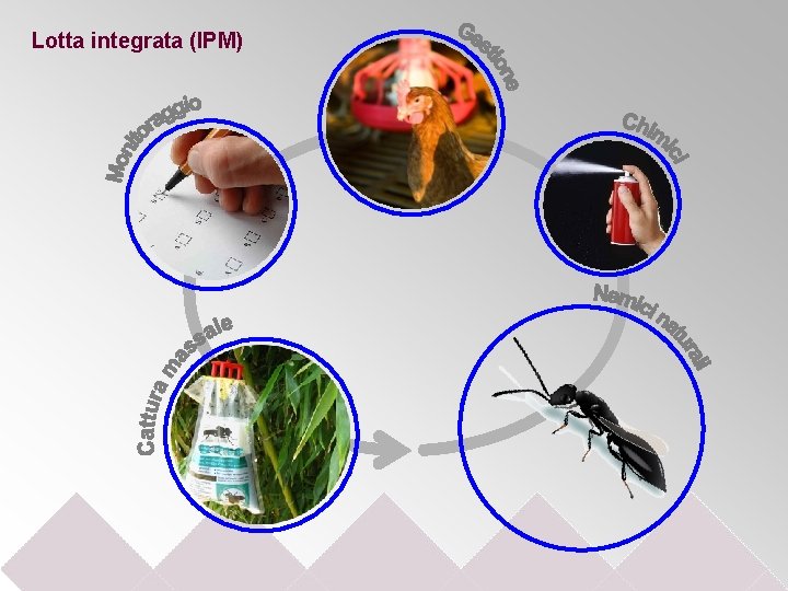 Lotta integrata (IPM) 