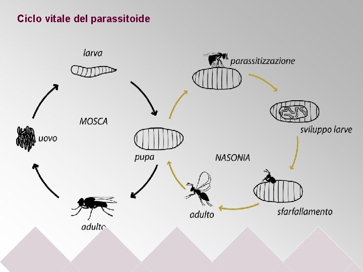 Ciclo vitale del parassitoide 