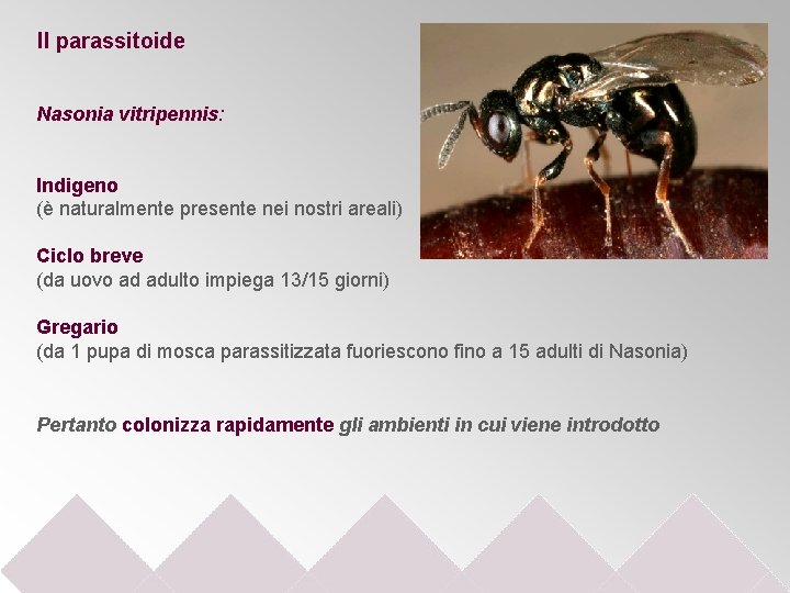 Il parassitoide Nasonia vitripennis: Indigeno (è naturalmente presente nei nostri areali) Ciclo breve (da