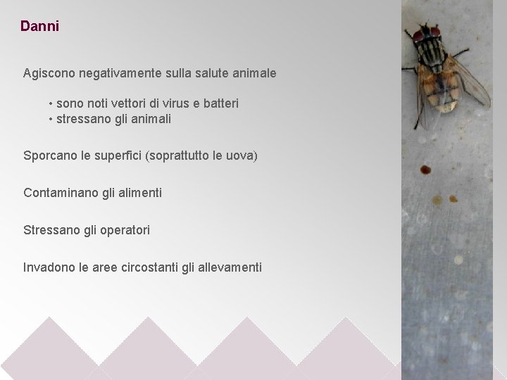 Danni Agiscono negativamente sulla salute animale • sono noti vettori di virus e batteri