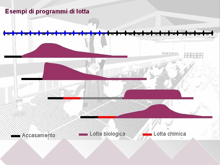 Esempi di programmi di lotta G F M A M G Accasamento L A