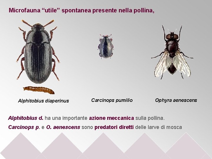 Microfauna “utile” spontanea presente nella pollina, Alphitobius diaperinus Carcinops pumilio Ophyra aenescens Alphitobius d.