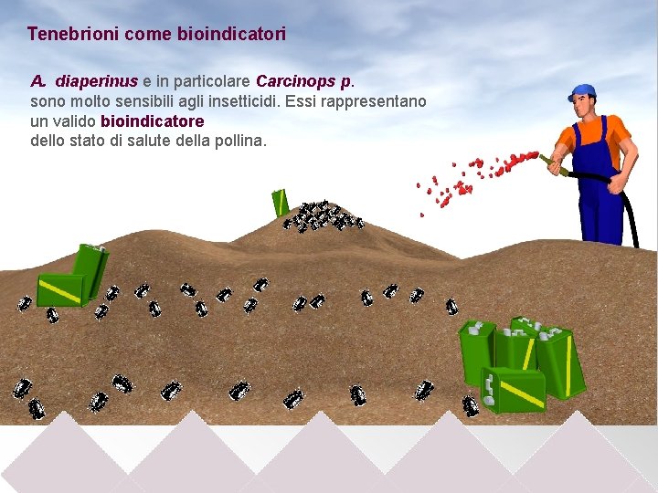 Tenebrioni come bioindicatori A. diaperinus e in particolare Carcinops p. sono molto sensibili agli