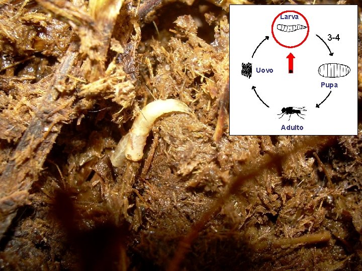 Larva 3 -4 Uovo rr. Pupa Adulto 