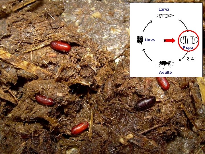 Larva Uovo Pupa 3 -4 Adulto 