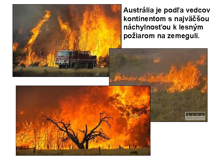 Austrália je podľa vedcov kontinentom s najväčšou náchylnosťou k lesným požiarom na zemeguli. 