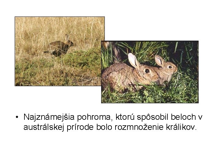  • Najznámejšia pohroma, ktorú spôsobil beloch v austrálskej prírode bolo rozmnoženie králikov. 