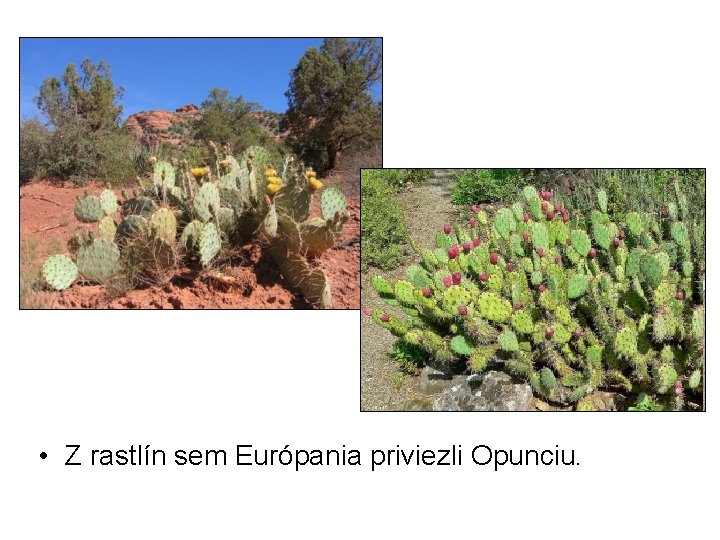  • Z rastlín sem Európania priviezli Opunciu. 