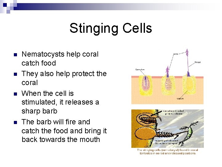 Stinging Cells n n Nematocysts help coral catch food They also help protect the