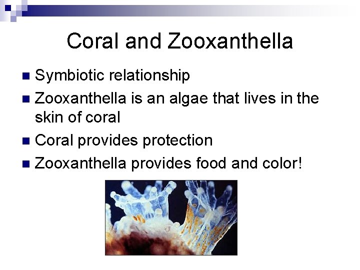 Coral and Zooxanthella Symbiotic relationship n Zooxanthella is an algae that lives in the