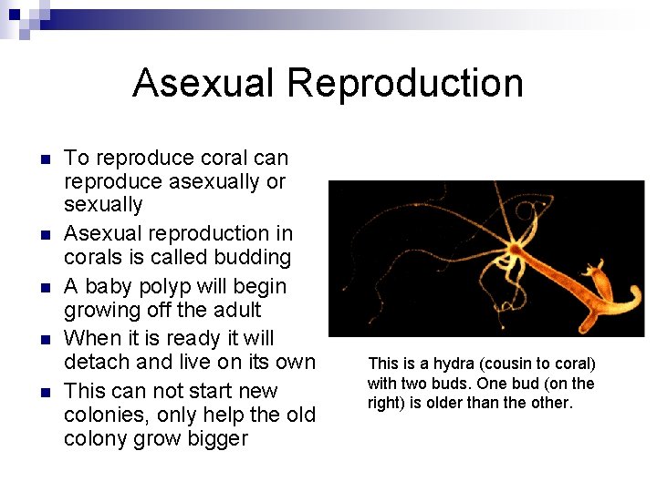 Asexual Reproduction n n To reproduce coral can reproduce asexually or sexually Asexual reproduction