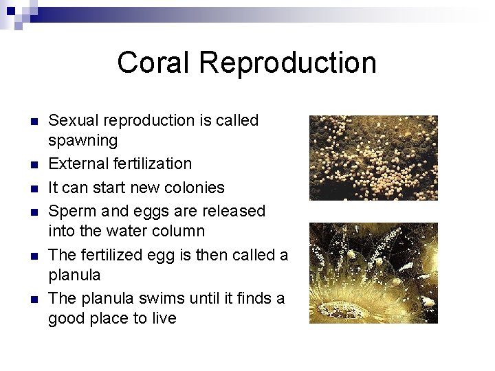 Coral Reproduction n n n Sexual reproduction is called spawning External fertilization It can