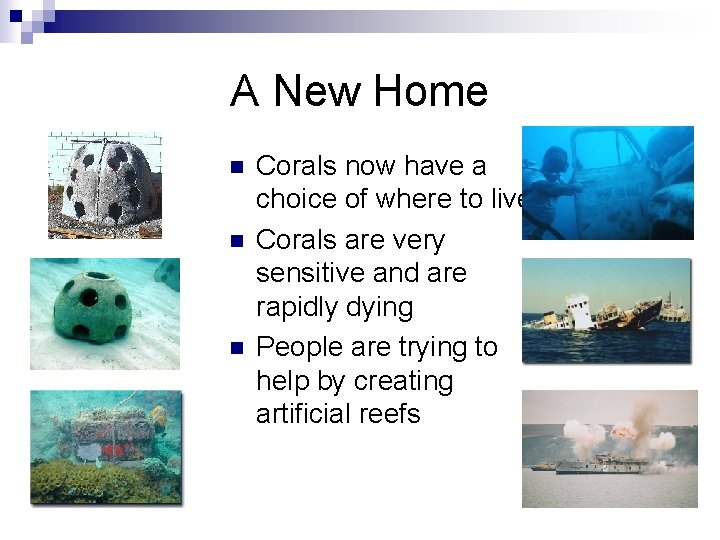 A New Home n n n Corals now have a choice of where to