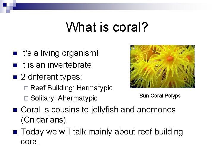 What is coral? n n n It’s a living organism! It is an invertebrate