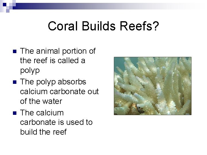 Coral Builds Reefs? n n n The animal portion of the reef is called