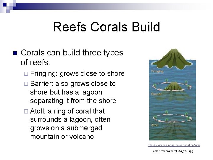 Reefs Corals Build n Corals can build three types of reefs: ¨ Fringing: grows