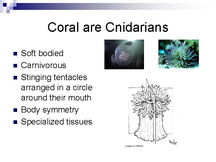 Coral are Cnidarians n n n Soft bodied Carnivorous Stinging tentacles arranged in a