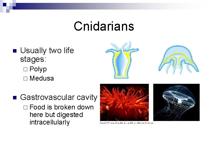 Cnidarians n Usually two life stages: ¨ Polyp ¨ Medusa n Gastrovascular cavity ¨
