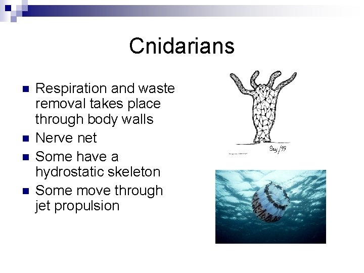 Cnidarians n n Respiration and waste removal takes place through body walls Nerve net