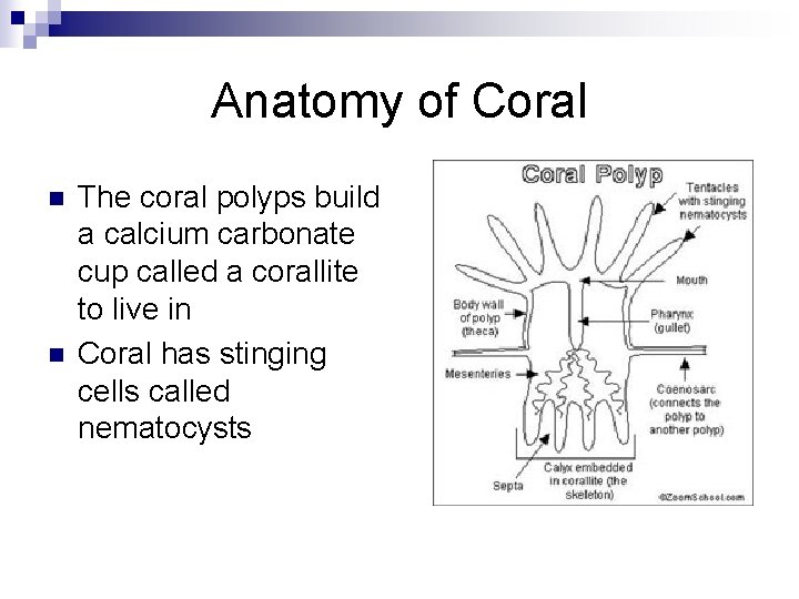 Anatomy of Coral n n The coral polyps build a calcium carbonate cup called