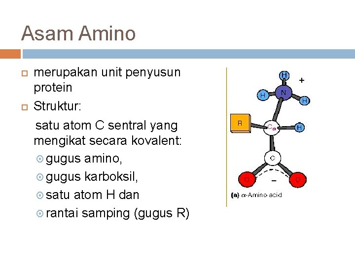 Asam Amino merupakan unit penyusun protein Struktur: satu atom C sentral yang mengikat secara