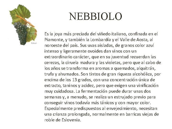 NEBBIOLO Es la joya más preciada del viñedo italiano, confinada en el Piamonte, y