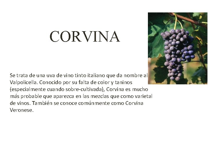 CORVINA Se trata de una uva de vino tinto italiano que da nombre al