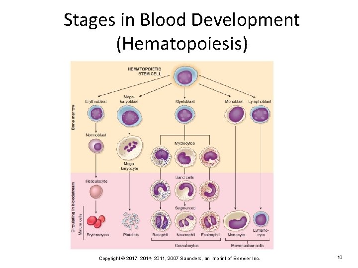 Stages in Blood Development (Hematopoiesis) Copyright © 2017, 2014, 2011, 2007 Saunders, an imprint