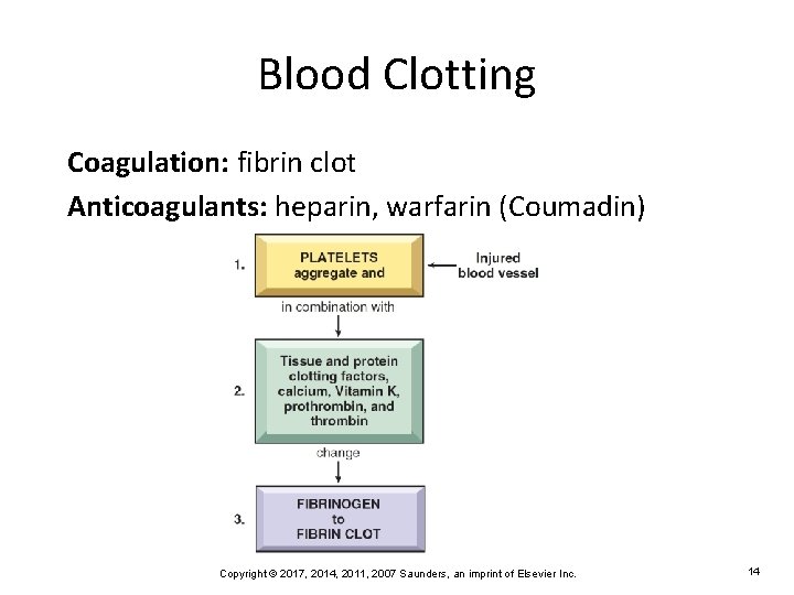 Blood Clotting Coagulation: fibrin clot Anticoagulants: heparin, warfarin (Coumadin) Copyright © 2017, 2014, 2011,