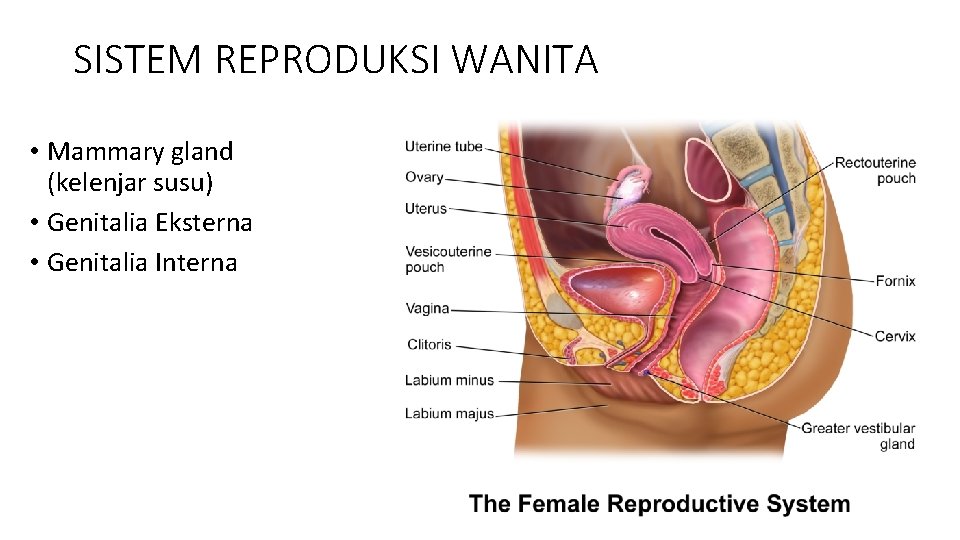 SISTEM REPRODUKSI WANITA • Mammary gland (kelenjar susu) • Genitalia Eksterna • Genitalia Interna