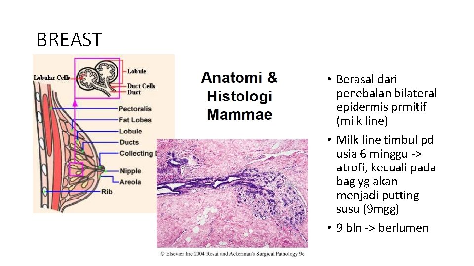 BREAST • Berasal dari penebalan bilateral epidermis prmitif (milk line) • Milk line timbul