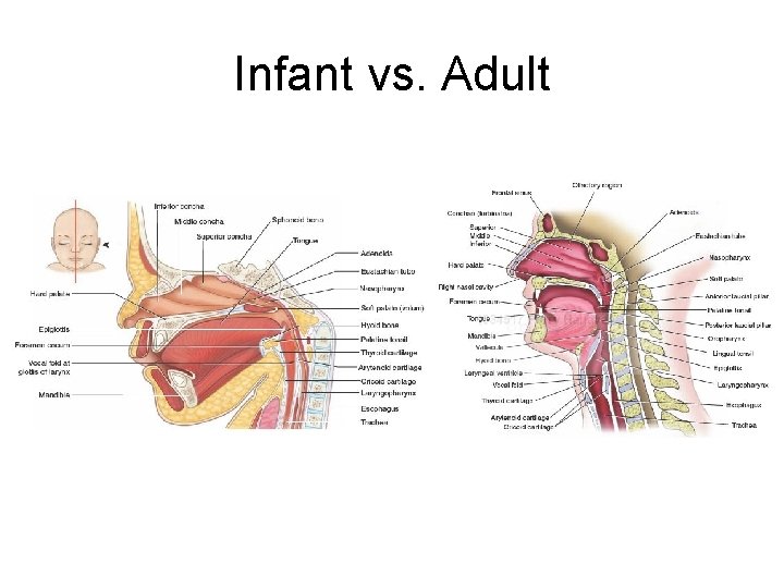 Infant vs. Adult Infant vs. Adult